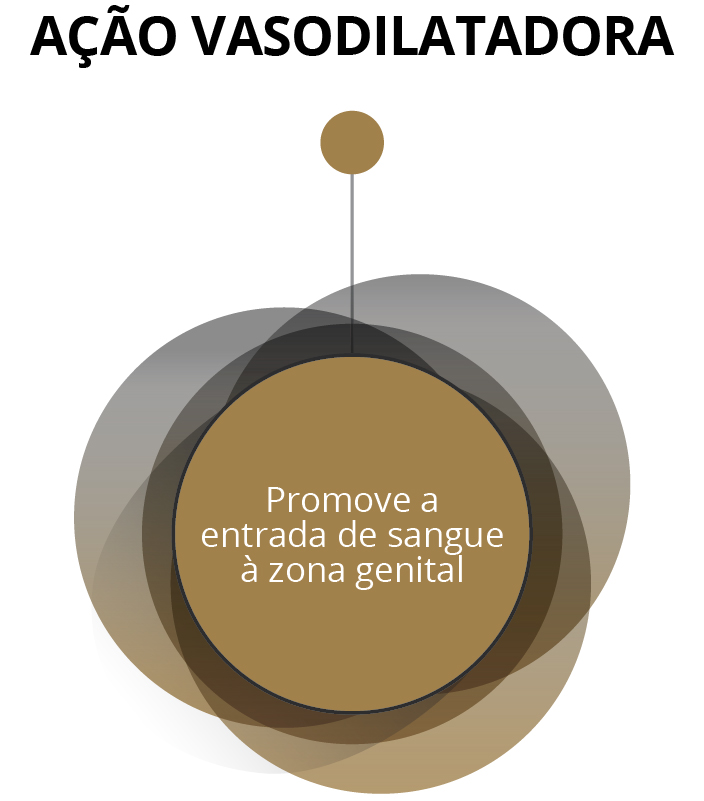 Ação Vasodilatadora - Promove a entrada de sangue à zona genital